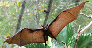 Mining fruit bat trajetories